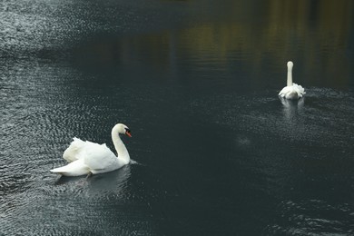 Photo of Beautiful white mute swans swimming in pond