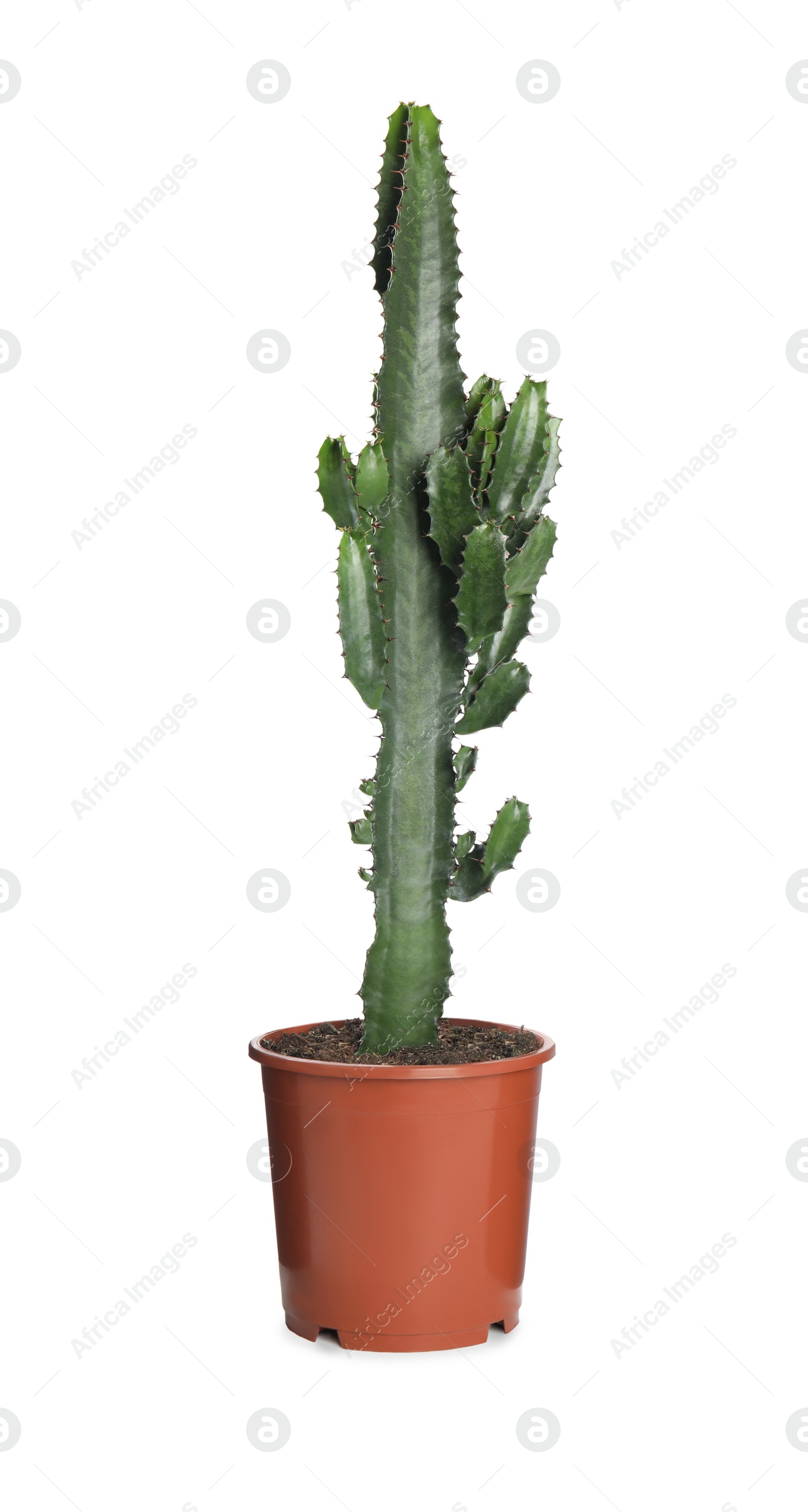 Photo of Beautiful cactus isolated on white. Tropical plant