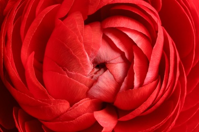 Photo of Closeup view of beautiful delicate ranunculus flower