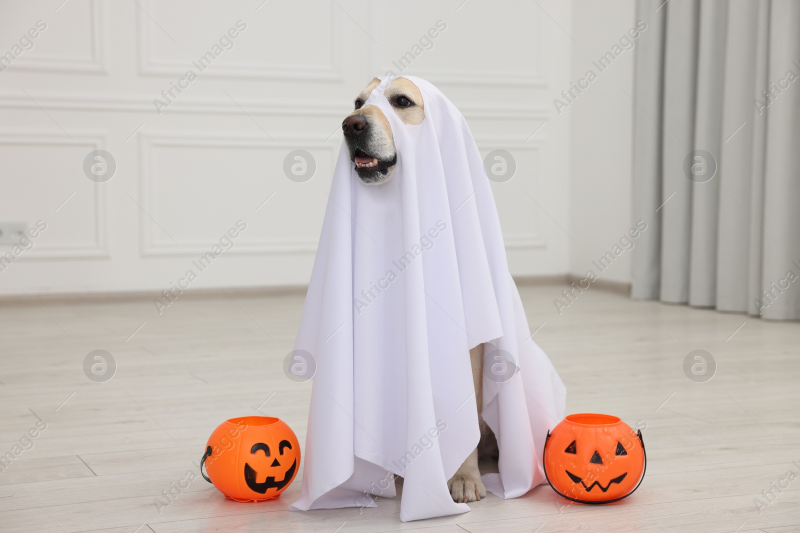 Photo of Cute Labrador Retriever dog wearing ghost costume with Halloween buckets indoors