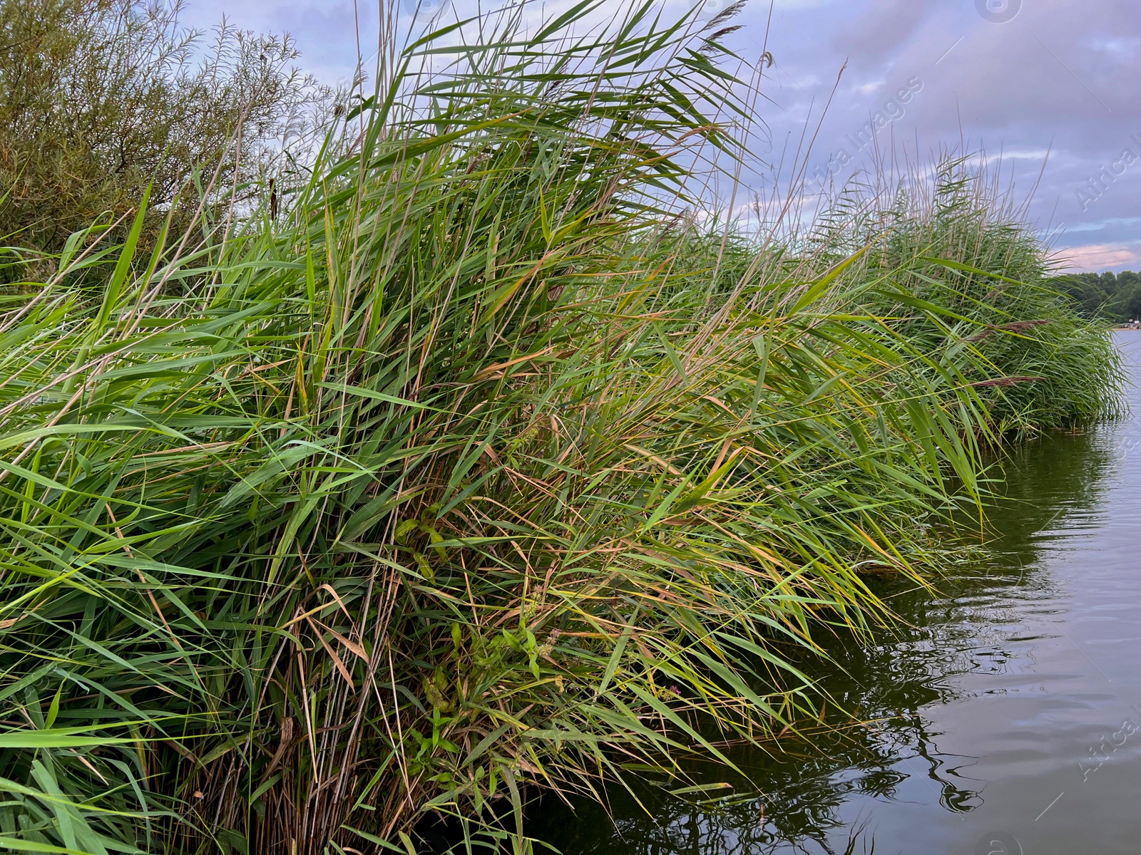 Photo of Picturesque view of river reeds and cloudy sky