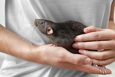 Young woman holding cute small rat, closeup