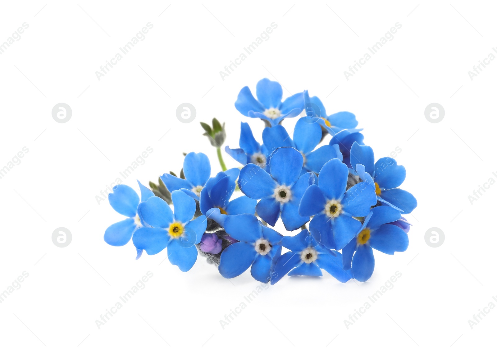 Photo of Beautiful blue Forget-me-not flowers isolated on white