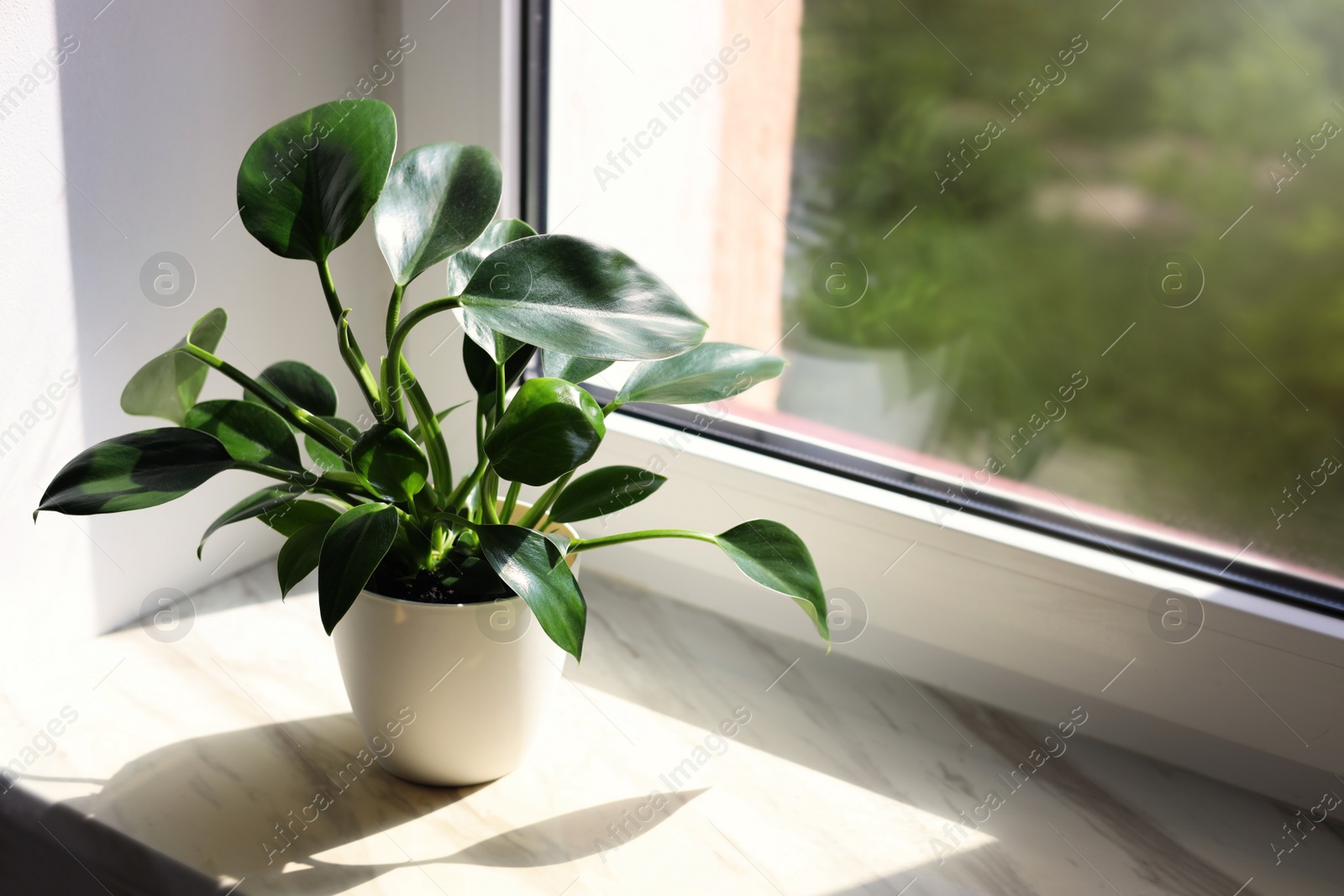 Photo of Beautiful houseplant with green leaves in pot on white window sill indoors. Space for text