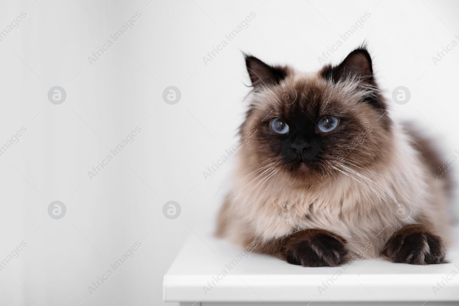 Photo of Cute Balinese cat on table at home, space for text. Fluffy pet