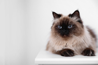 Photo of Cute Balinese cat on table at home, space for text. Fluffy pet