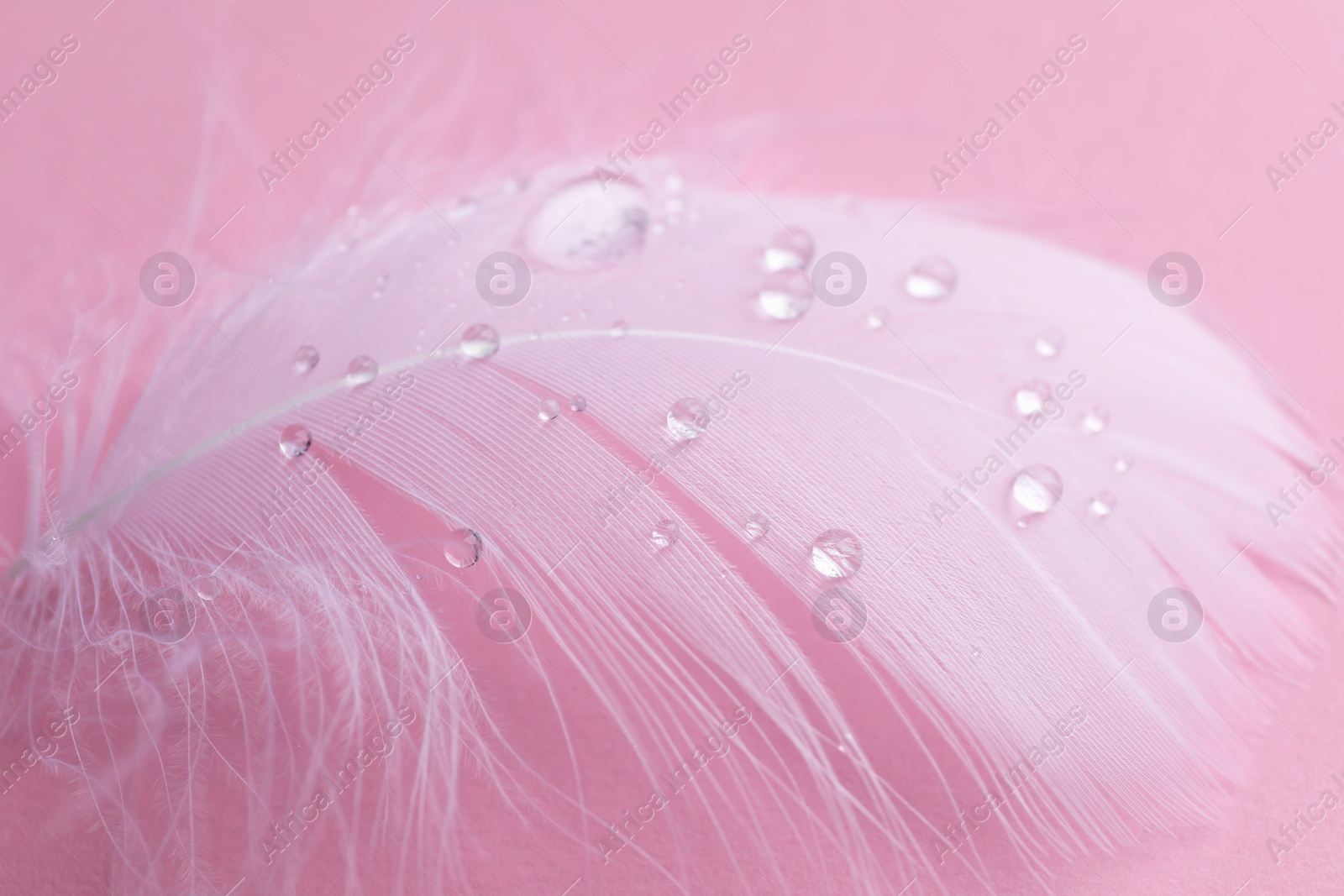 Photo of Fluffy feather with water drops on pink background, closeup