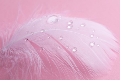Fluffy feather with water drops on pink background, closeup