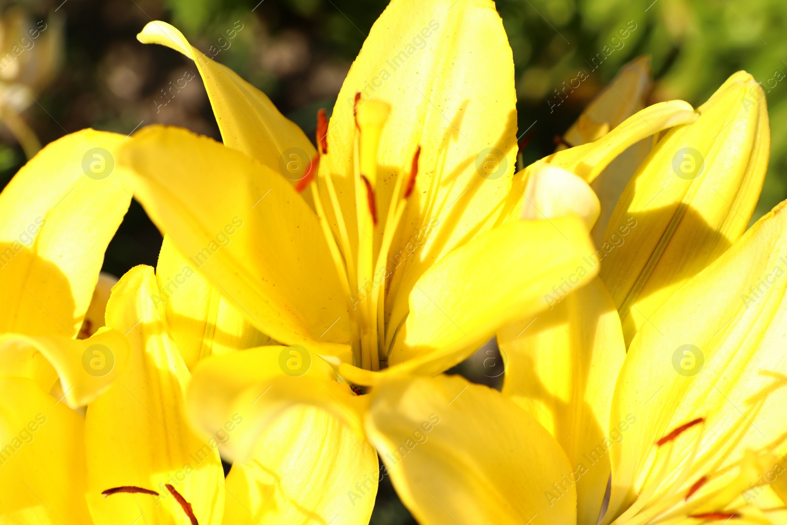 Photo of Beautiful bright yellow lilies growing at flower field, closeup