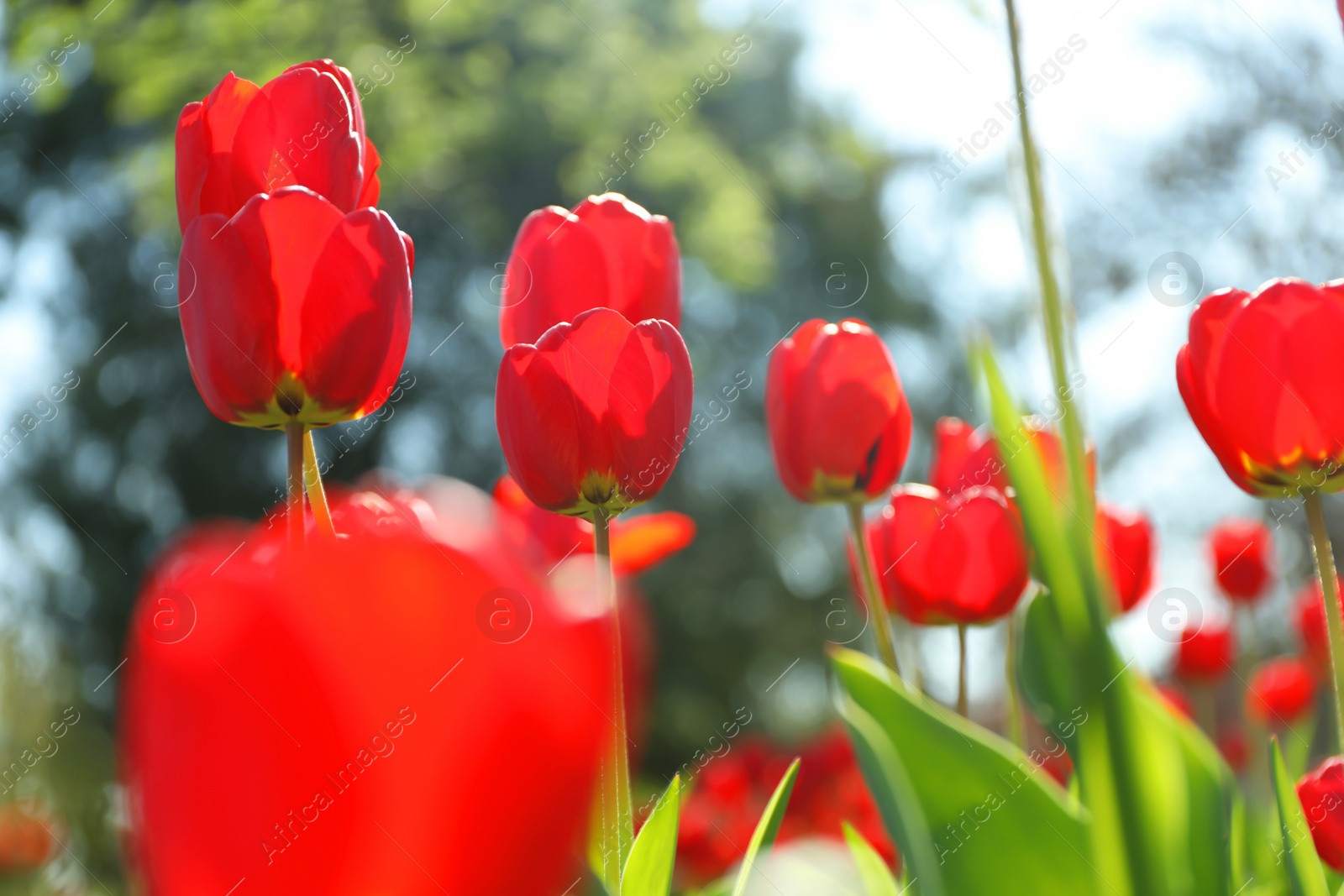 Photo of Blossoming tulips outdoors on sunny spring day