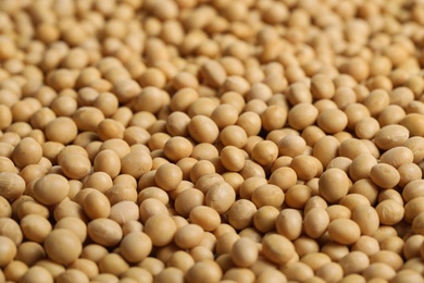 Heap of soy as background, closeup. Edible legume