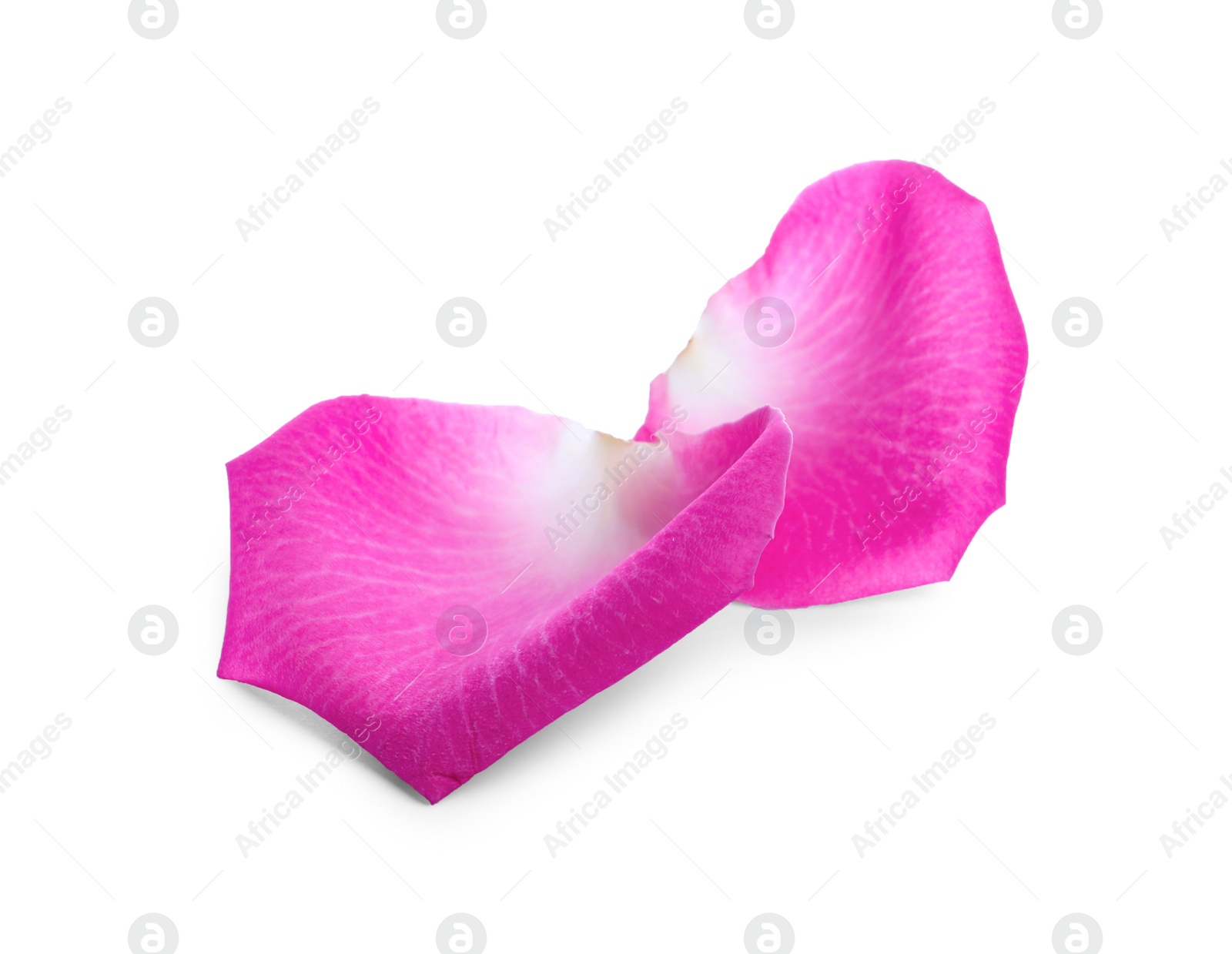 Photo of Two pink rose petals on white background