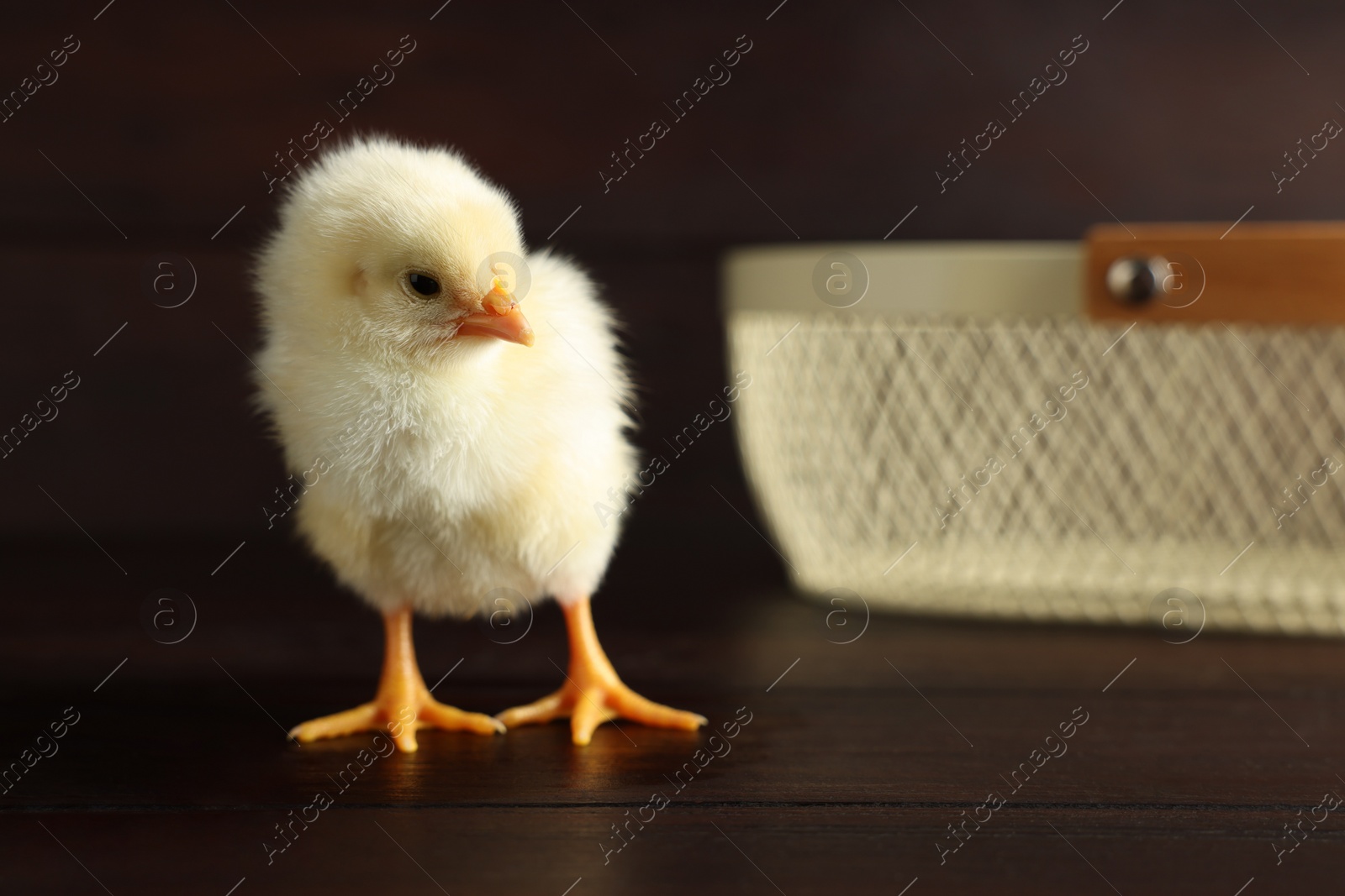 Photo of Cute chick on wooden surface, closeup with space for text. Baby animal