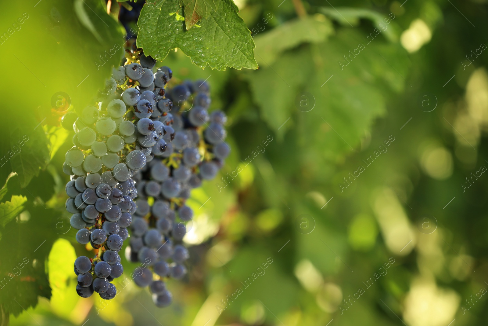 Photo of Fresh ripe juicy grapes growing in vineyard