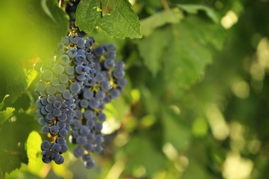 Fresh ripe juicy grapes growing in vineyard