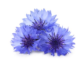 Beautiful tender blue cornflowers isolated on white
