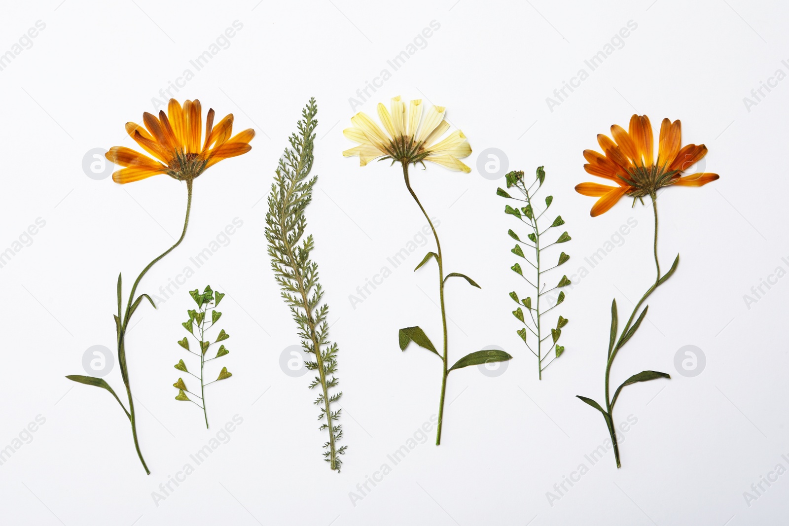 Photo of Wild dried meadow flowers on white background, top view