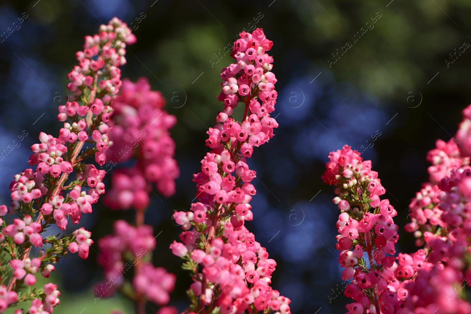 Photo of Heather shrub with blooming flowers outdoors, closeup