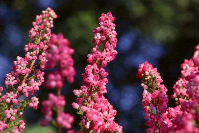 Photo of Heather shrub with blooming flowers outdoors, closeup