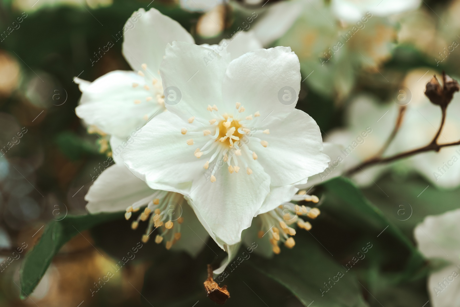 Photo of Beautiful blooming white jasmine shrub outdoors, closeup