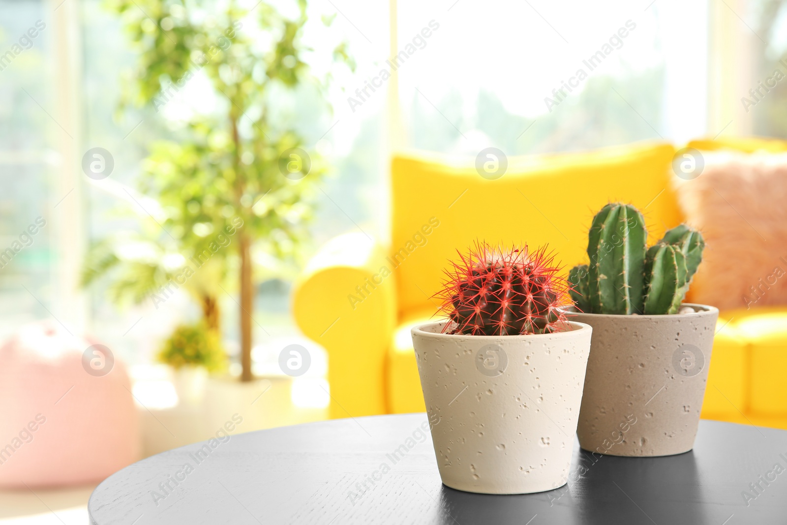 Photo of Beautiful cacti in flowerpots on table indoors