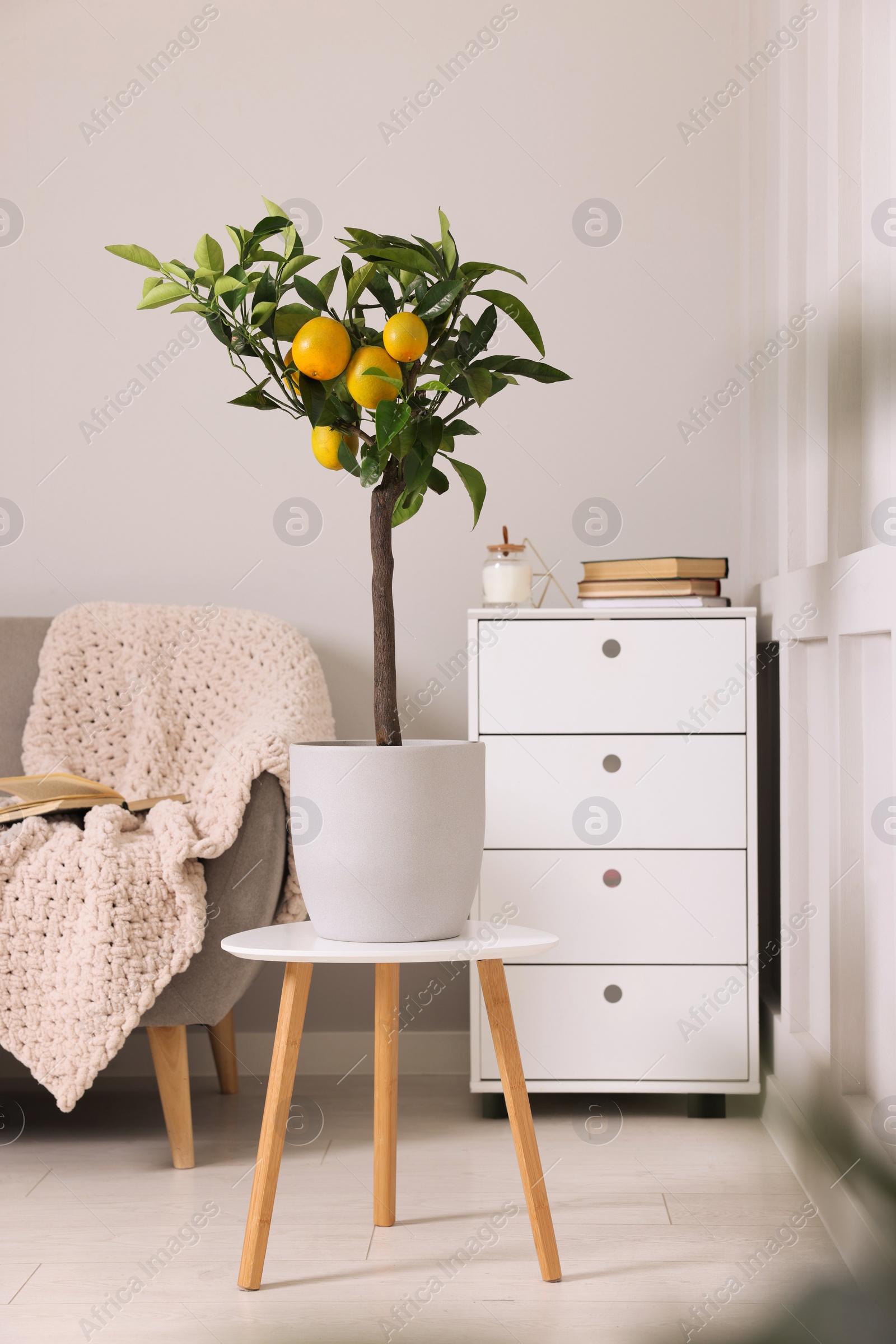 Photo of Idea for minimalist interior design. Small potted lemon tree with fruits on table in living room