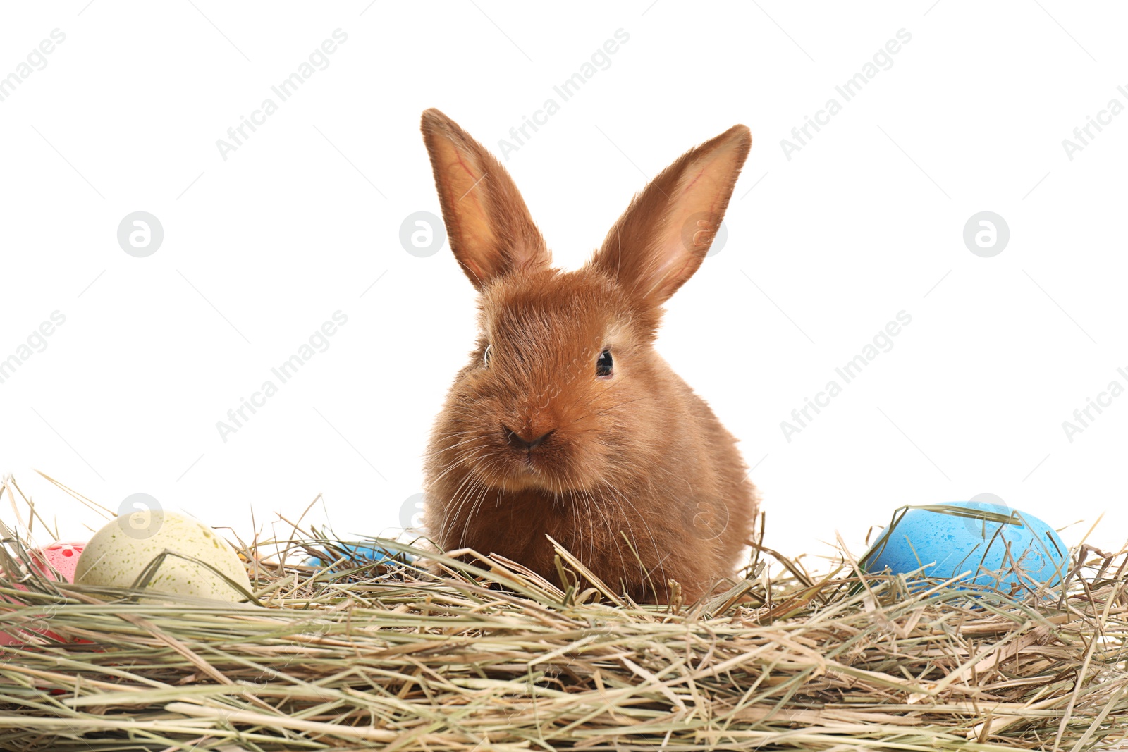 Photo of Cute bunny on hay with Easter eggs against white background