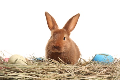 Cute bunny on hay with Easter eggs against white background