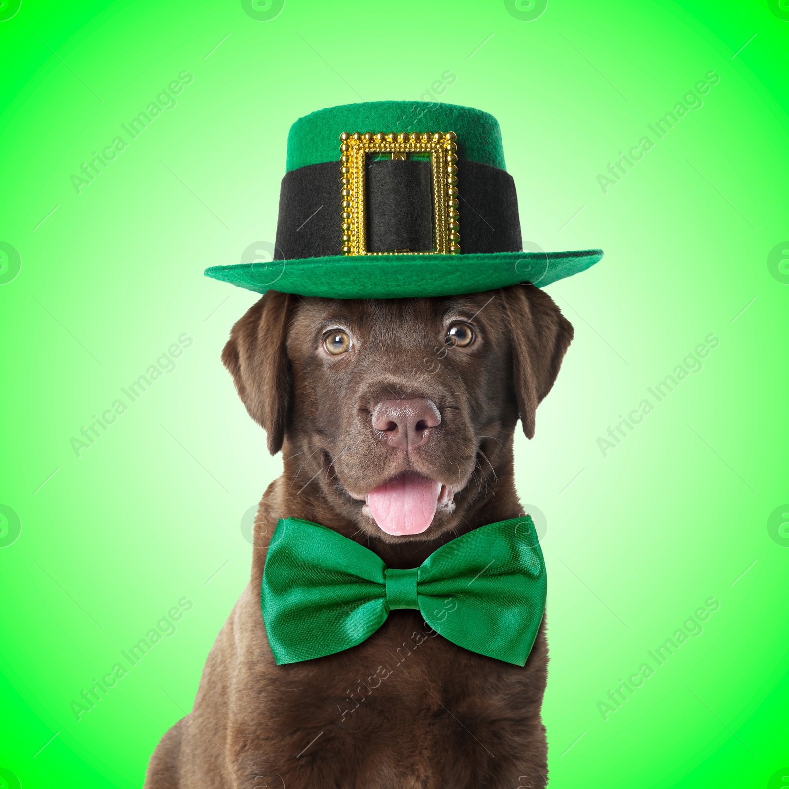 Image of St. Patrick's day celebration. Cute Chocolate Labrador puppy with leprechaun hat and bow tie on green background
