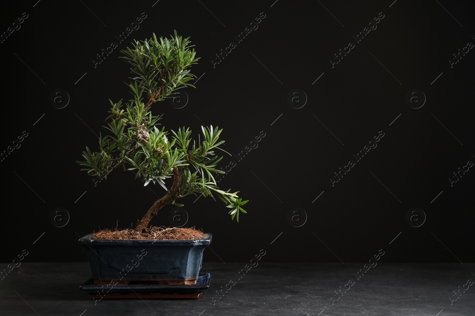 Photo of Japanese bonsai plant on black stone table, space for text. Creating zen atmosphere at home