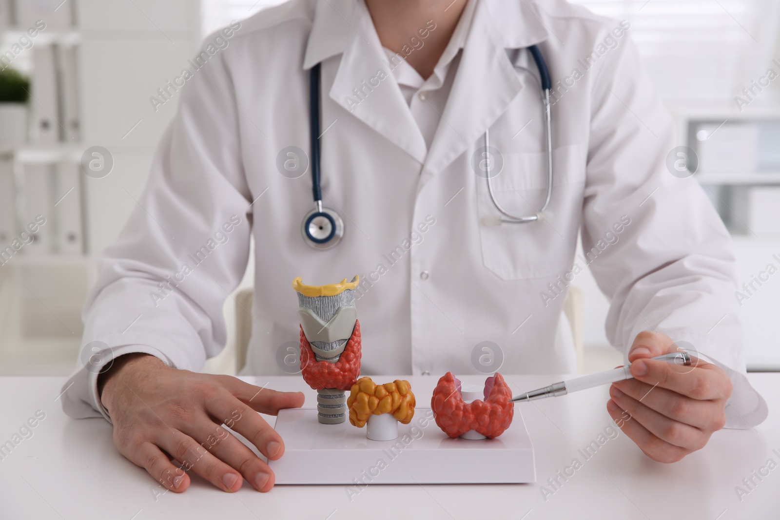 Photo of Doctor showing thyroid gland models at table in hospital, closeup