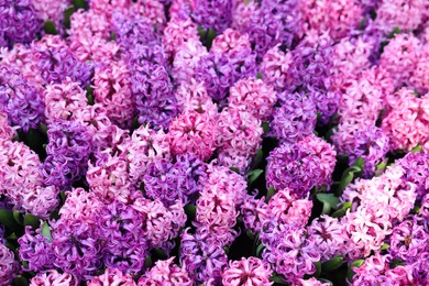 Photo of Many beautiful hyacinth flowers as background, closeup. Spring season