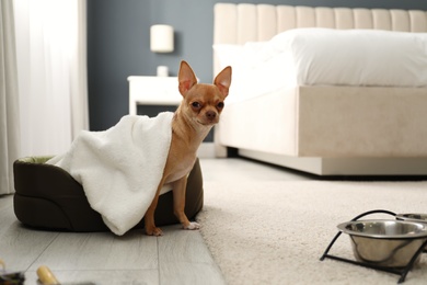 Photo of Cute Chihuahua dog wrapped in towel on sleeping place indoors. Pet friendly hotel