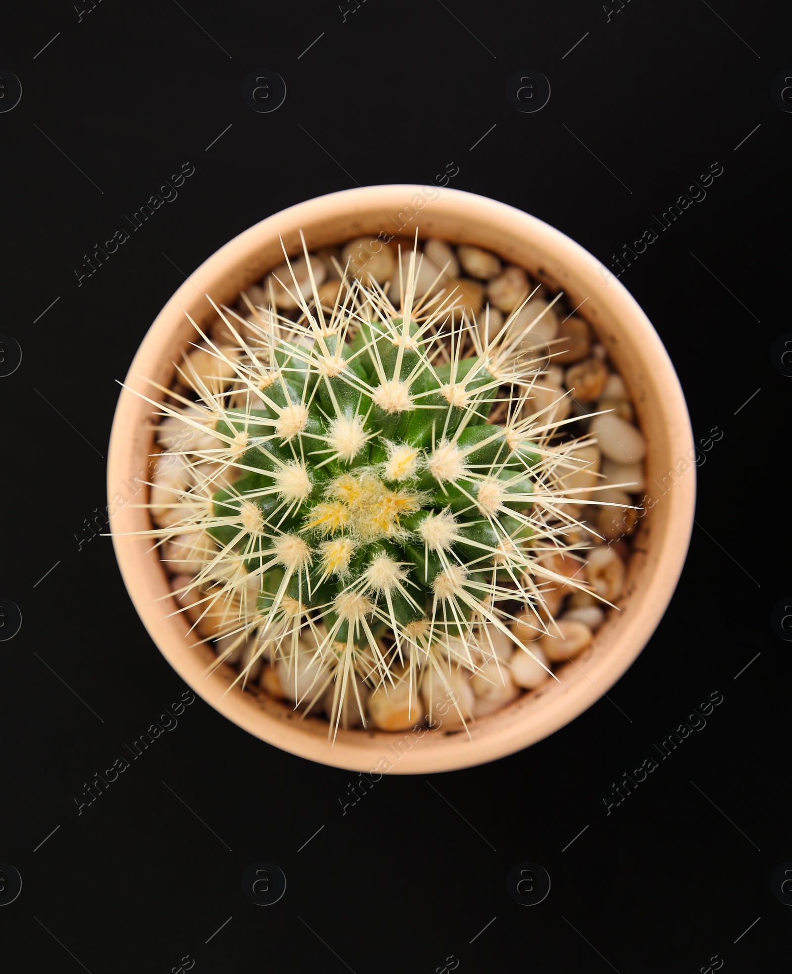 Photo of Beautiful cactus in flowerpot on black background, top view