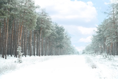 Photo of Beautiful forest covered with snow in winter