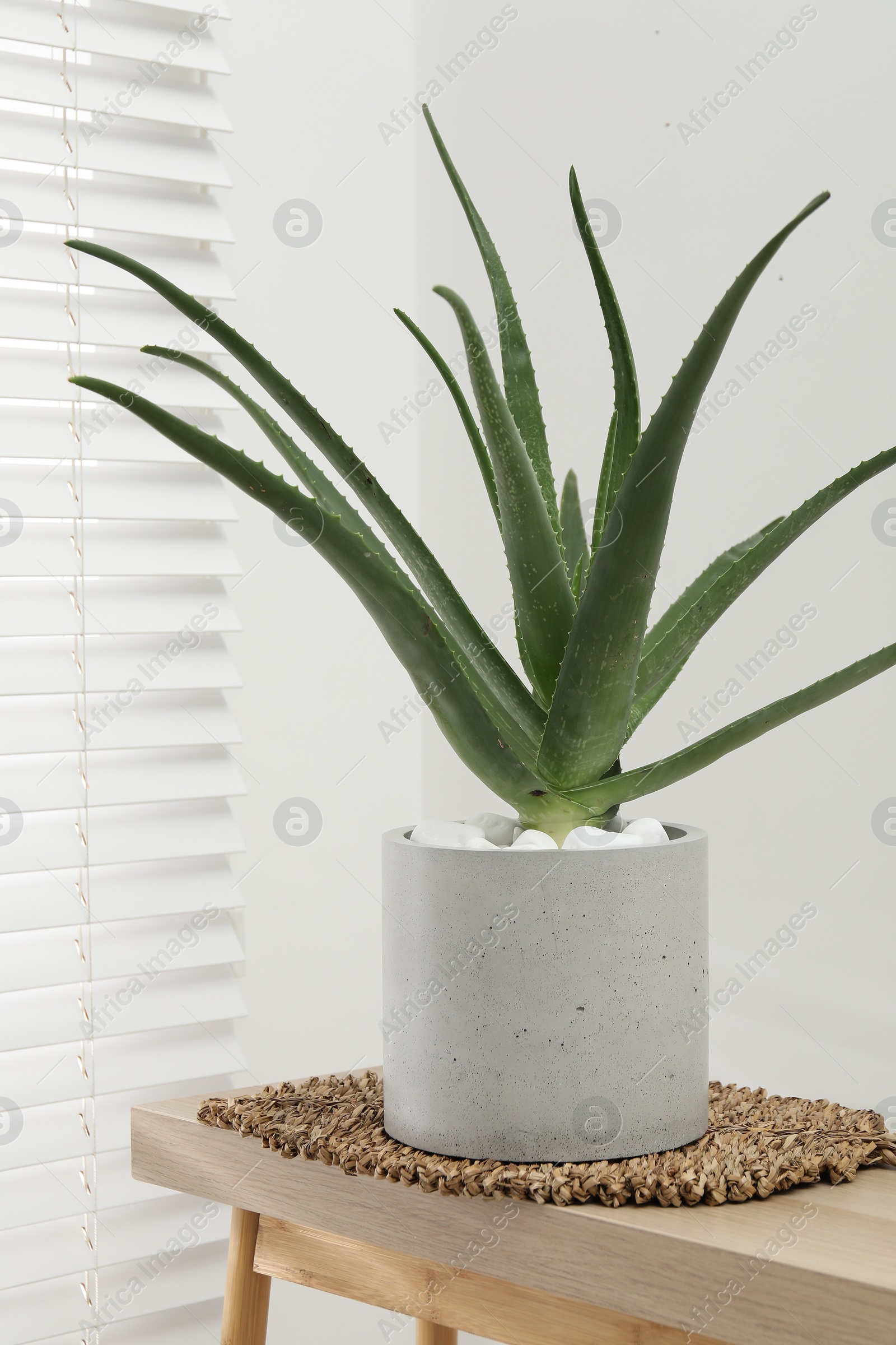 Photo of Beautiful potted aloe vera plant on table indoors