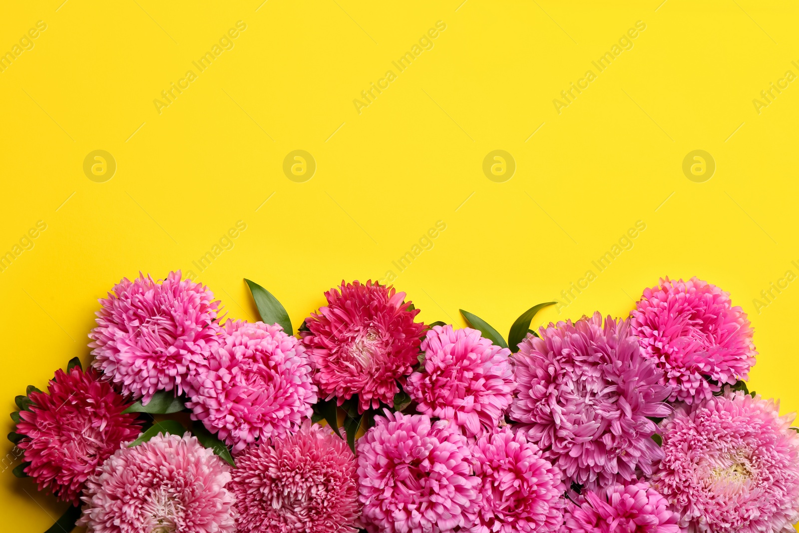 Photo of Beautiful asters and space for text on yellow background, flat lay. Autumn flowers