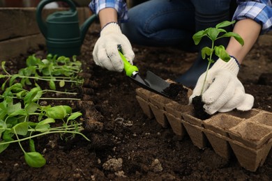 Woman transplanting seedling from container in soil outdoors, closeup