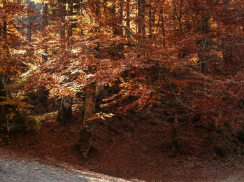 Photo of Beautiful landscape with autumn forest and fallen leaves on ground