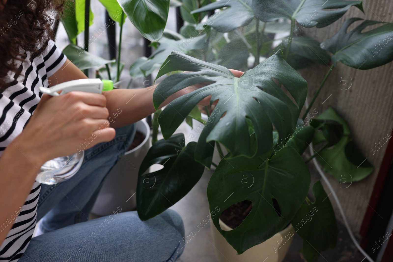 Photo of Woman spraying beautiful potted monstera with water on balcony, closeup