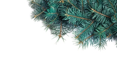 Photo of Christmas tree branches on white background, top view