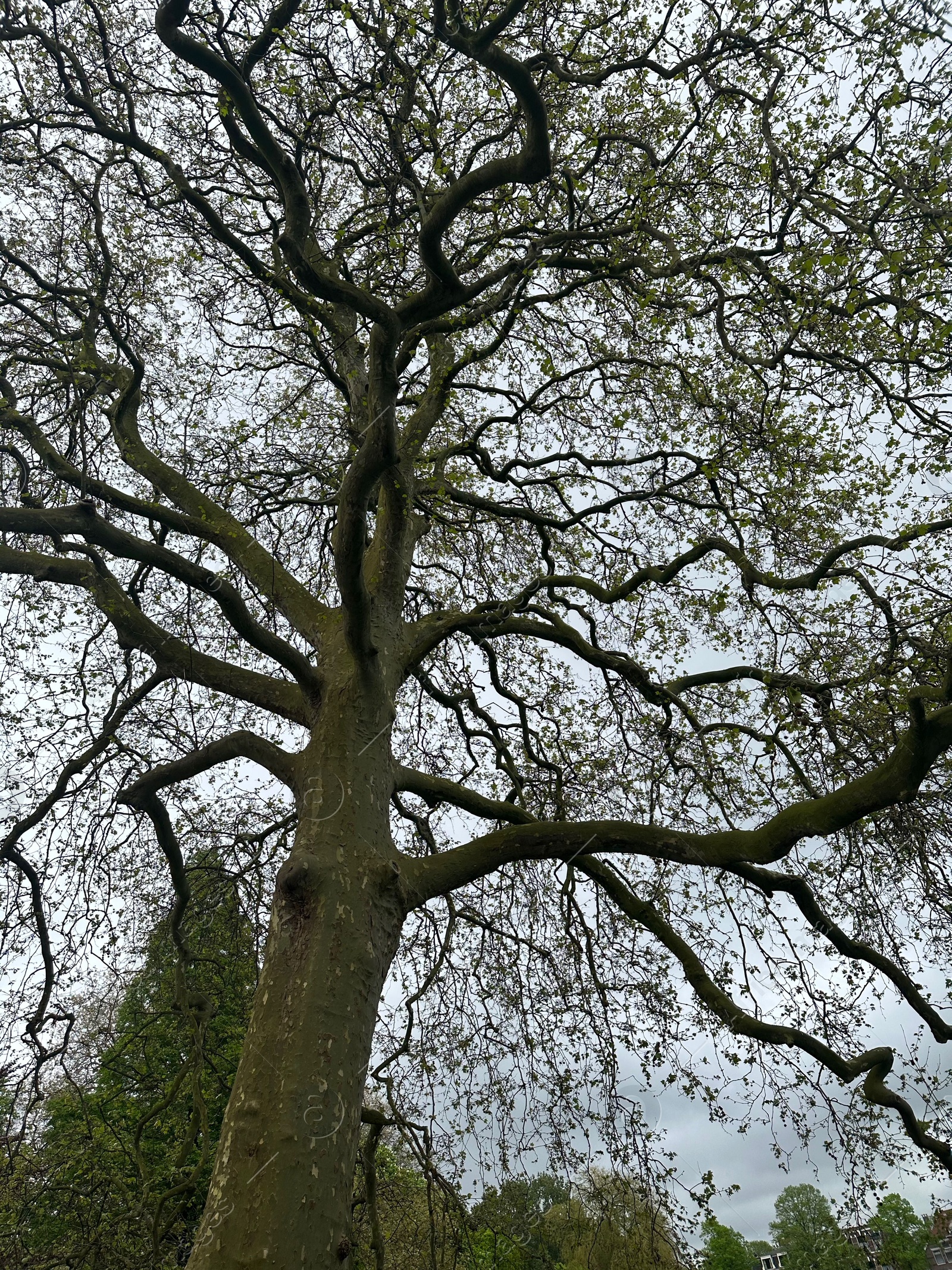 Photo of Beautiful trees growing outdoors, low angle view