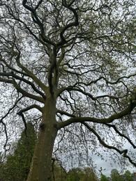 Beautiful trees growing outdoors, low angle view