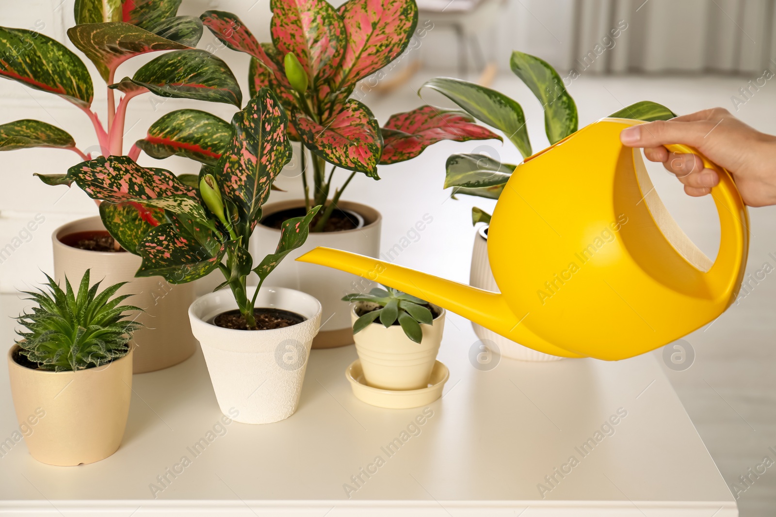 Photo of Woman watering beautiful exotic houseplants indoors, closeup