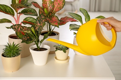 Woman watering beautiful exotic houseplants indoors, closeup