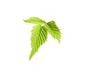 Photo of Fresh green blackberry leaves isolated on white