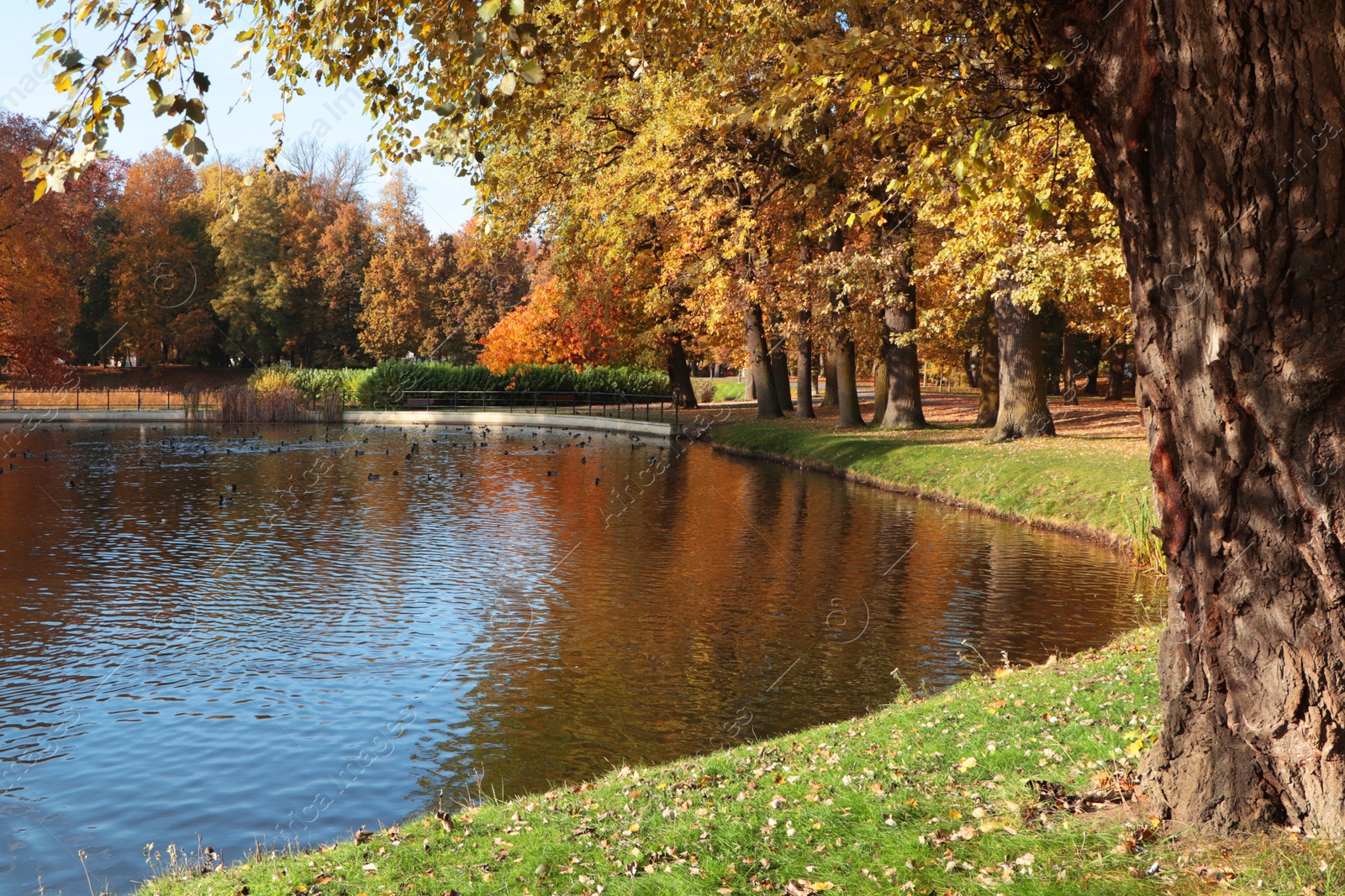 Photo of Picturesque view of park with beautiful trees and lake. Autumn season