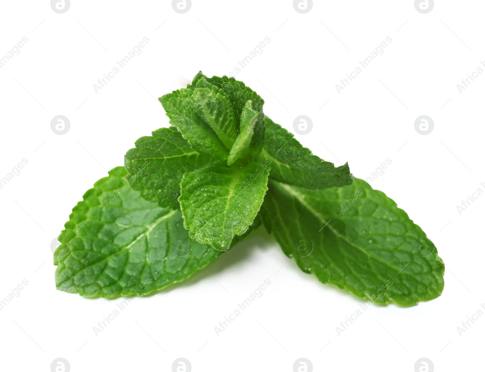 Photo of Wet twig of fresh mint isolated on white