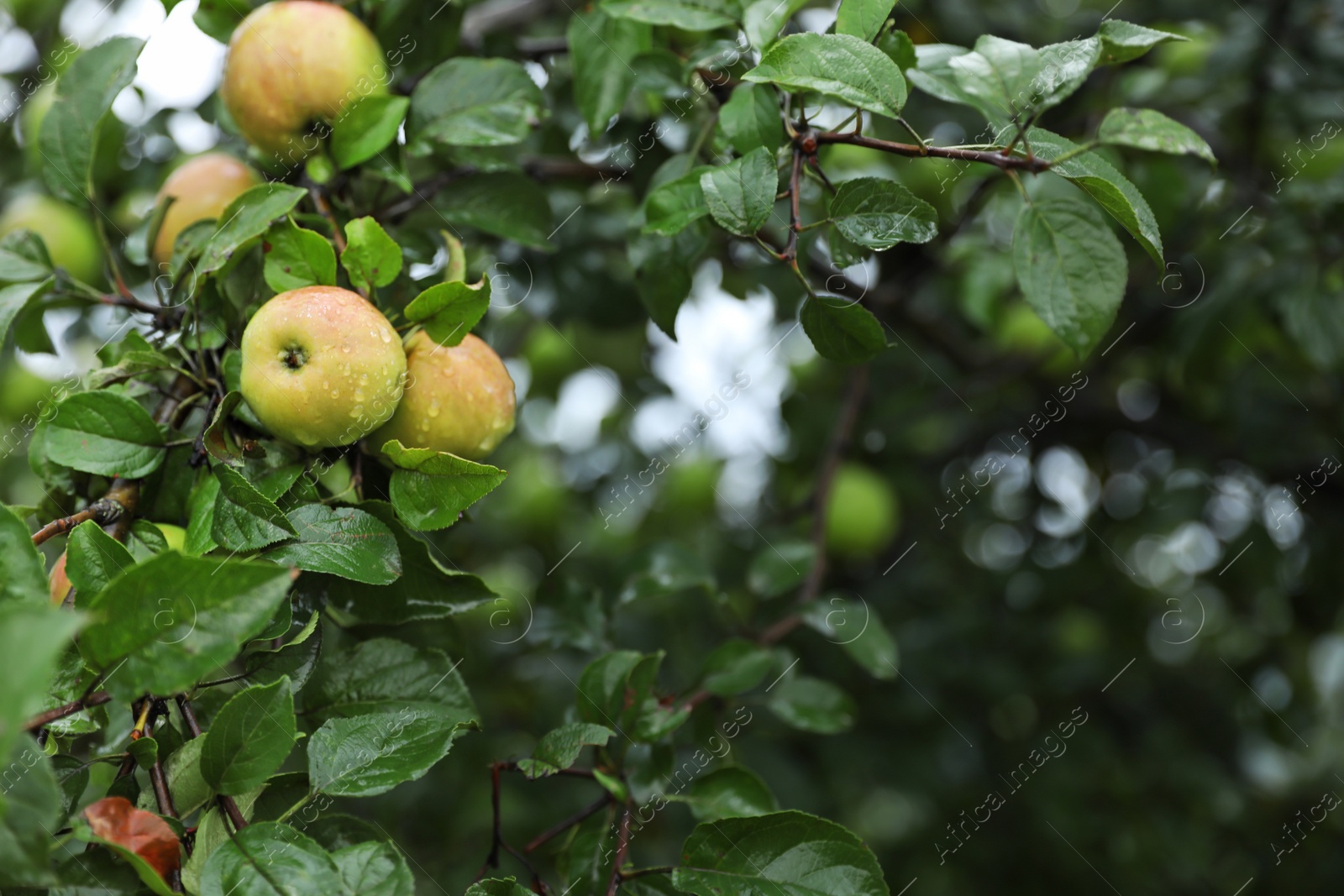 Photo of Tree branch with ripe apples in garden