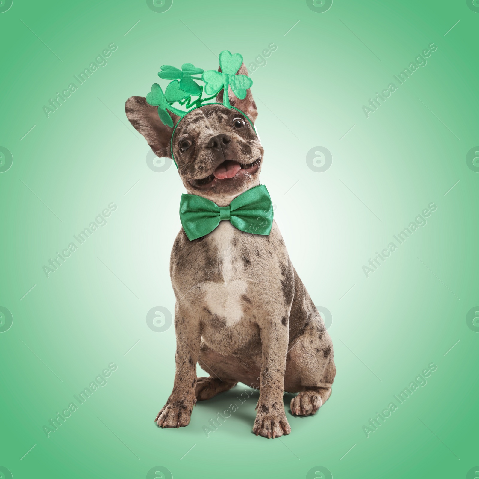 Image of St. Patrick's day celebration. Cute French Bulldog wearing headband with clover leaves and bow tie on green background